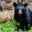 Black Bear in Shenandoah National Park