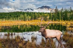 Stag in Jasper National Park