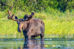 Bull Moose Ontario
