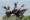 USA_Alaska_PrinceWilliamSound_crestedauklets_11zon
